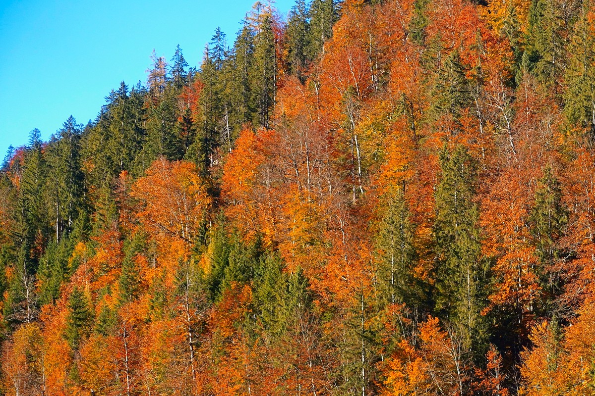 Indian Summer in unserem Bergwald