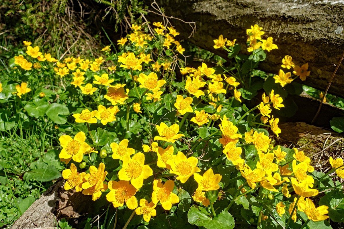 Wild marsh marigolds (Caltha palustris) are now blooming magnificently along the mountain streams