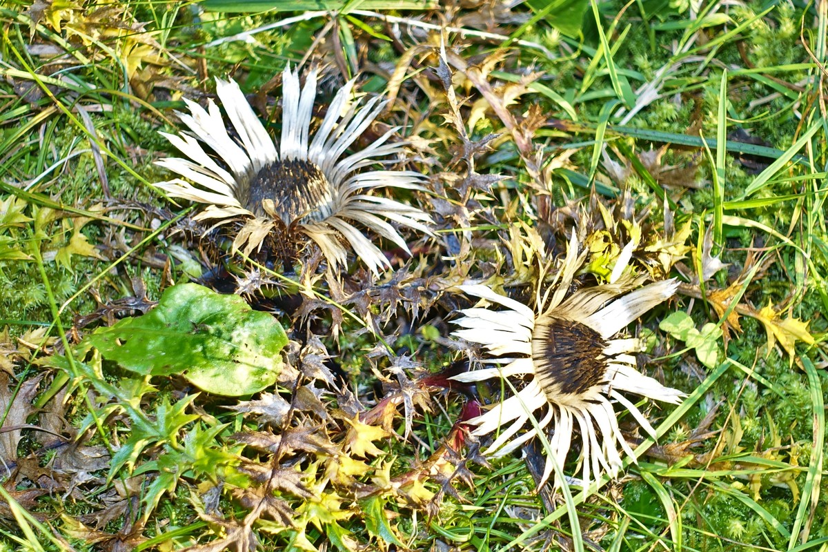 Silberdisteln sind die letzten Herbstblüher der Alpen und erfreuen uns, bis der erste Schnee fällt