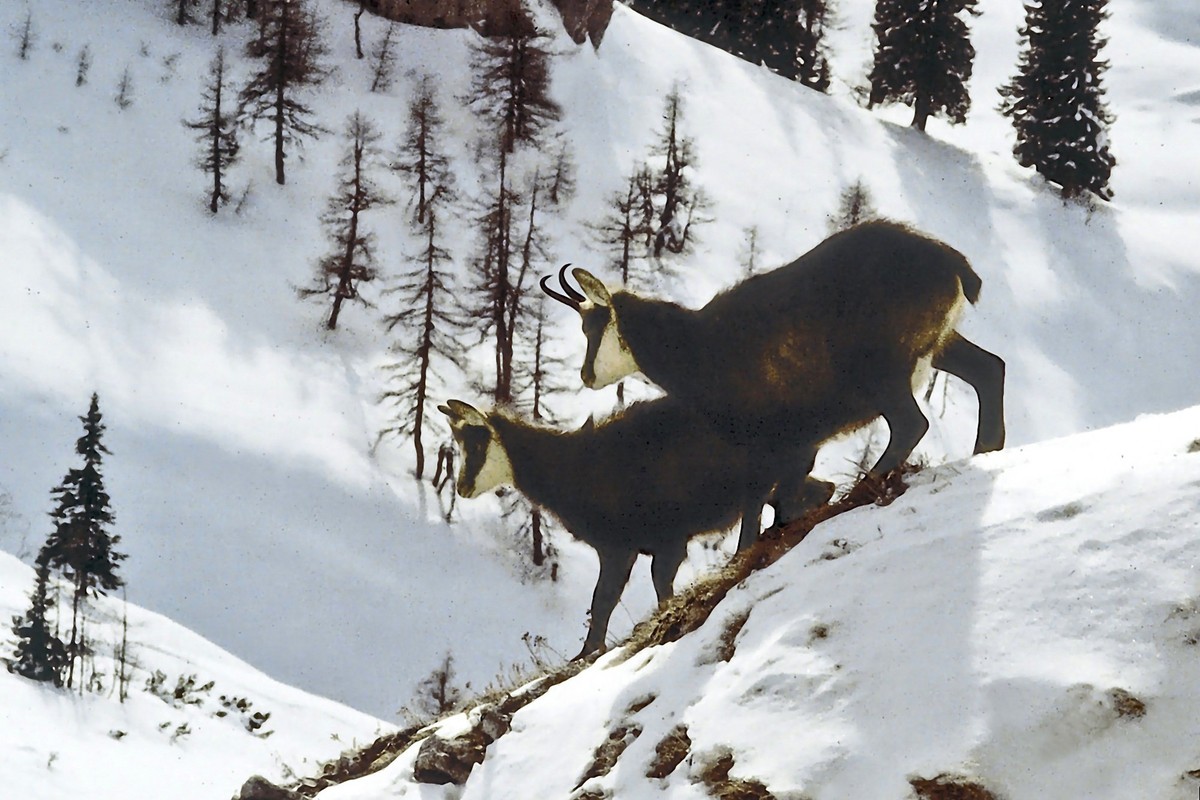 Gämsen im Winterwald