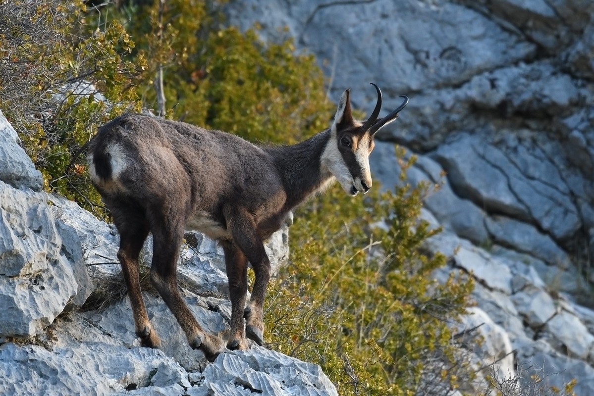 chamois in autumn