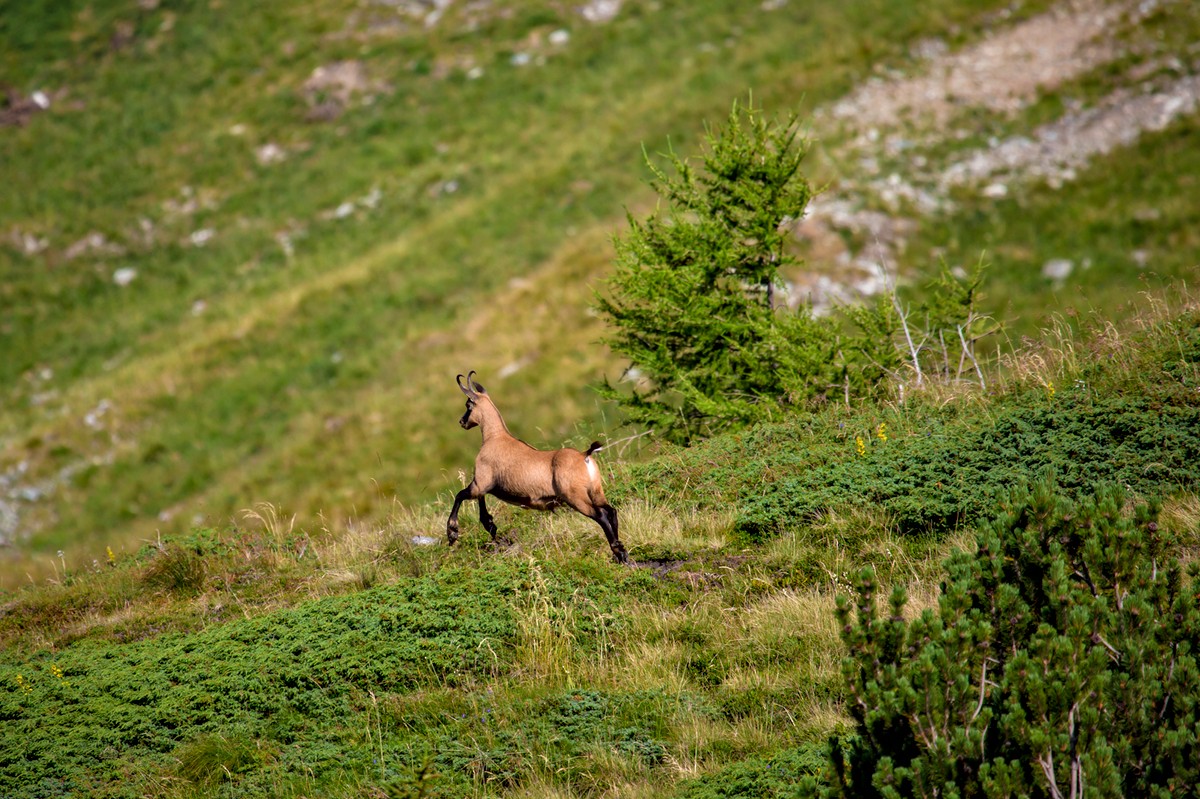 chamois buck on the high alpine pasture