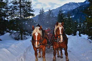 Pferdeschlittenfahrt | © Almchalet Goldbergleiten