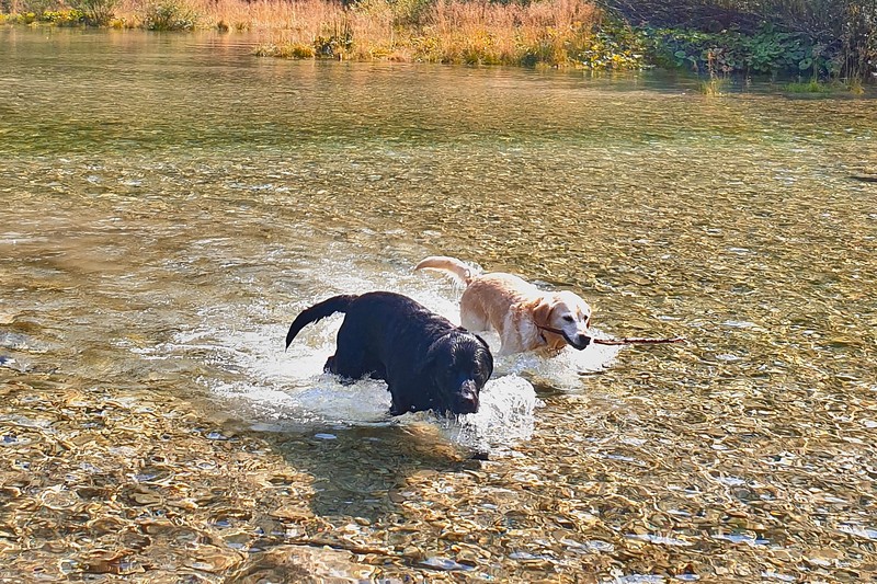 I labrador Aaron e Darla si divertono a cacciare nell'acqua