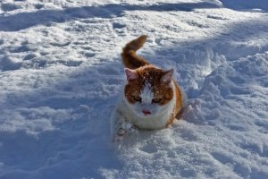 Der Hütten-Schneepflug - Kater Marcel im Wintereinsatz