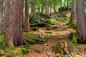 Unser Bergwald ist eine natürliche Klimaanlage, und manchmal begleitet Dich auch unser Hüttenkater | © Almchalet Goldbergleiten