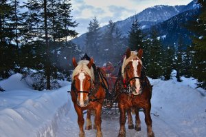 So geht Slow Winter: Gemütliche Ausfahrt mit dem Pferdeschlitten